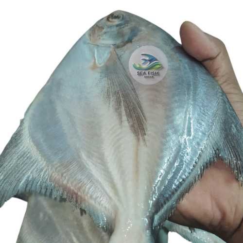 Big Rupchanda-রূপচাঁদা মাছ (1 kg = 3-4পিচ) - Fresh & Delicious