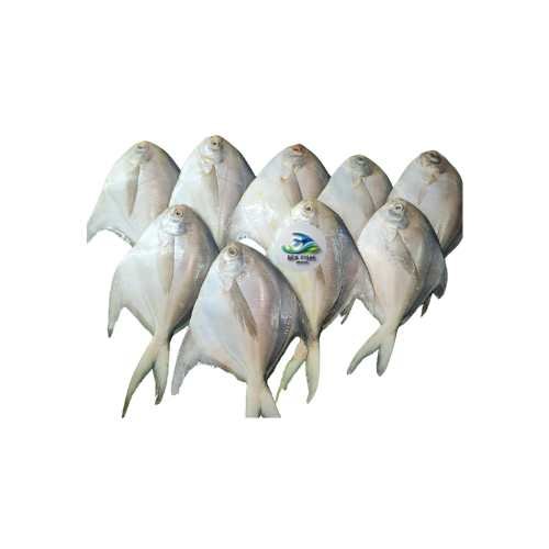 Rupchanda-রূপচাঁদা মাছ (1 kg = 6-7 পিচ) - Fresh Rupchanda Fish