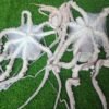Fresh Octopus তাজা অক্টোপাস মাছ