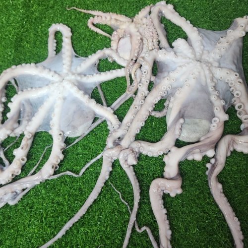 Fresh Octopus তাজা অক্টোপাস মাছ (1) Fresh Octopus তাজা অক্টোপাস মাছ