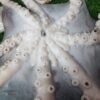 Fresh Octopus তাজা অক্টোপাস মাছ
