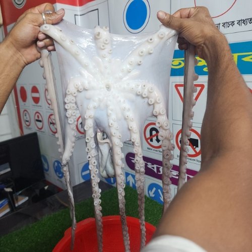 Fresh Octopus তাজা অক্টোপাস মাছ (2) Fresh Octopus তাজা অক্টোপাস মাছ (2)
