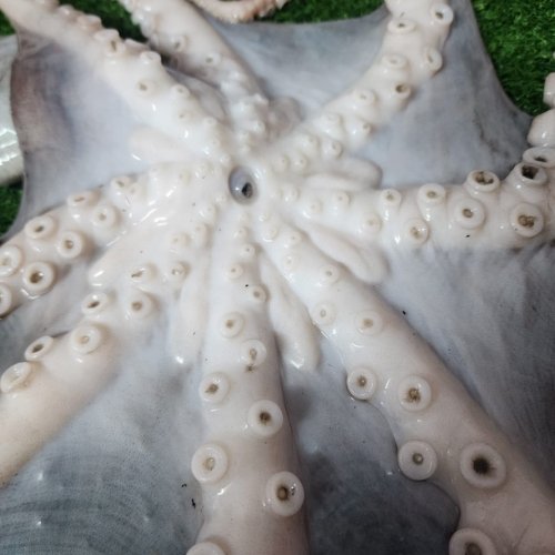Fresh Octopus তাজা অক্টোপাস মাছ