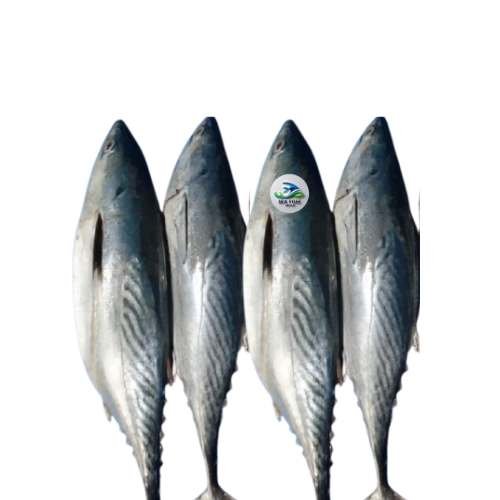 Tuna Fish – সামুদ্রিক টুনা মাছ