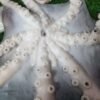 Fresh Octopus | তাজা অক্টোপাস