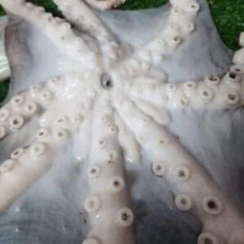 Fresh Octopus | তাজা অক্টোপাস