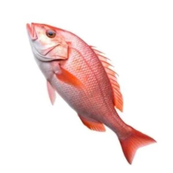 সামুদ্রিক লাল কোরাল মাছ - Sea Red Koral (500gm)