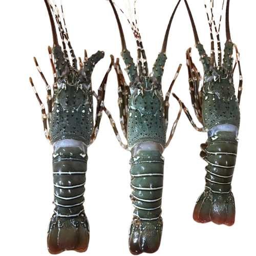 lobster fish, lovestar lobster, লবস্টার চিংড়ি, sea lobster, fresh lobster Dhaka, sea food Dhaka, চিংড়ি মাছ, premium lobster, live lobster, frozen lobster, seafood online, buy lobster online, sea fish delivery, dhaka fish market, Bangladeshi lobster, seafood lover, lobster for cooking, healthy seafood, lobster curry, grilled lobster, lobster for BBQ, fresh sea fish, prawns and lobster, lobster wholesale, lobster retail, order lobster Dhaka, Sea Fish Dhaka, luxury seafood, lobster chingri, online fish shop Dhaka