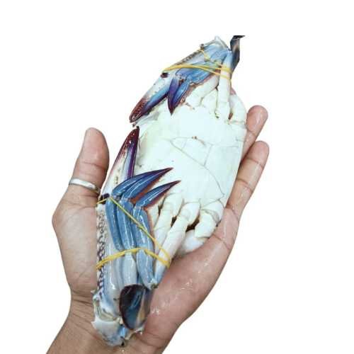 Blue Sun Crab