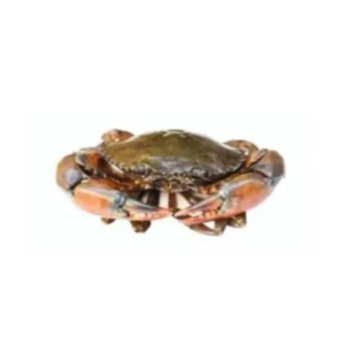 Sundarban Mud Crab