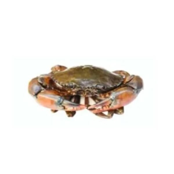 রুপচাদা (1) Sundarban Mud Crab