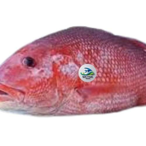 সামুদ্রিক লাল কোরাল মাছ – Sea Red Koral Fish (Fresh & Cleaned)