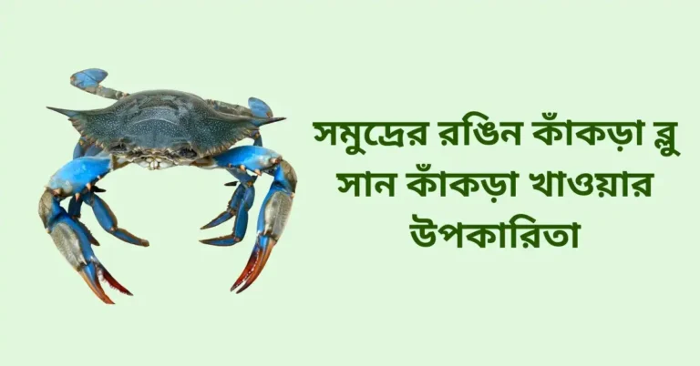 সমুদ্রের রঙিন ব্লু সান কাঁকড়া খাওয়ার উপকারিতা