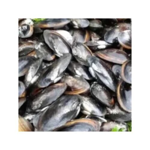 তাজা ঝিনুক ( Fresh oysters )
