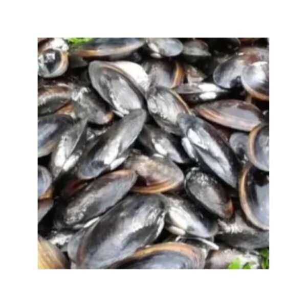 #Sea Fish Dhaka (6) তাজা ঝিনুক ( Fresh oysters )