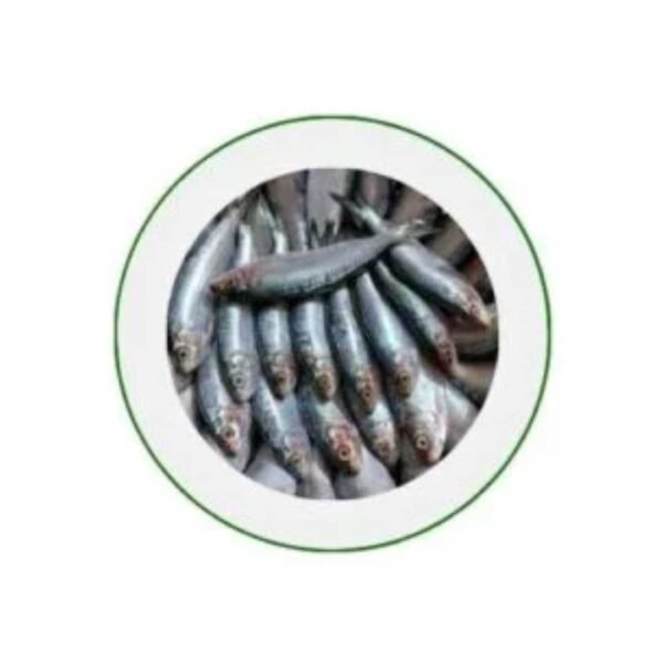 #Sea Fish Dhaka (7) সামুদ্রিক চাপিলা মাছ (Chapila Fish)