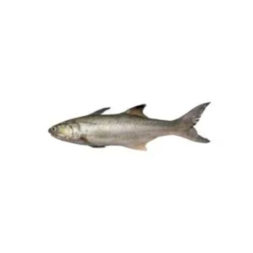 Salmon Fish (Tailla Fish)