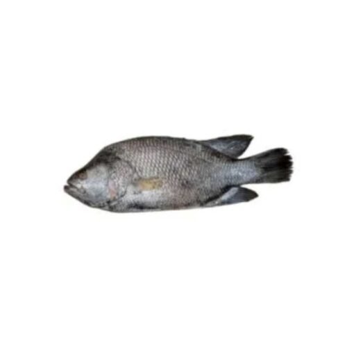 কৈ কোড়াল - Koy Koral