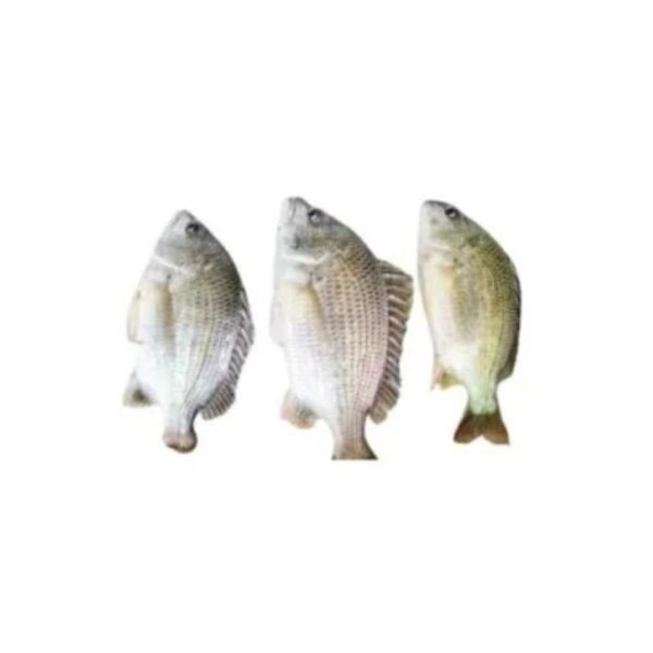 #Sea Fish Dhaka (5) দাতিনা কোঁড়াল | Datina Coral (500 gm)